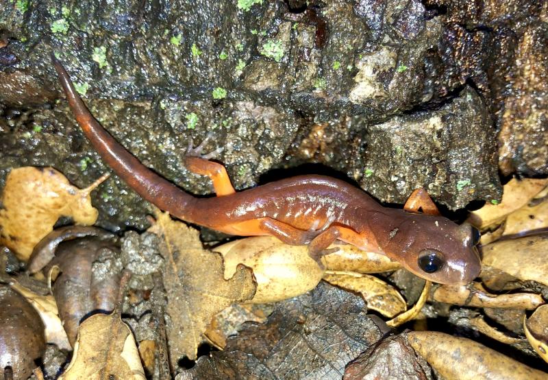 Monterey Ensatina (Ensatina eschscholtzii eschscholtzii)