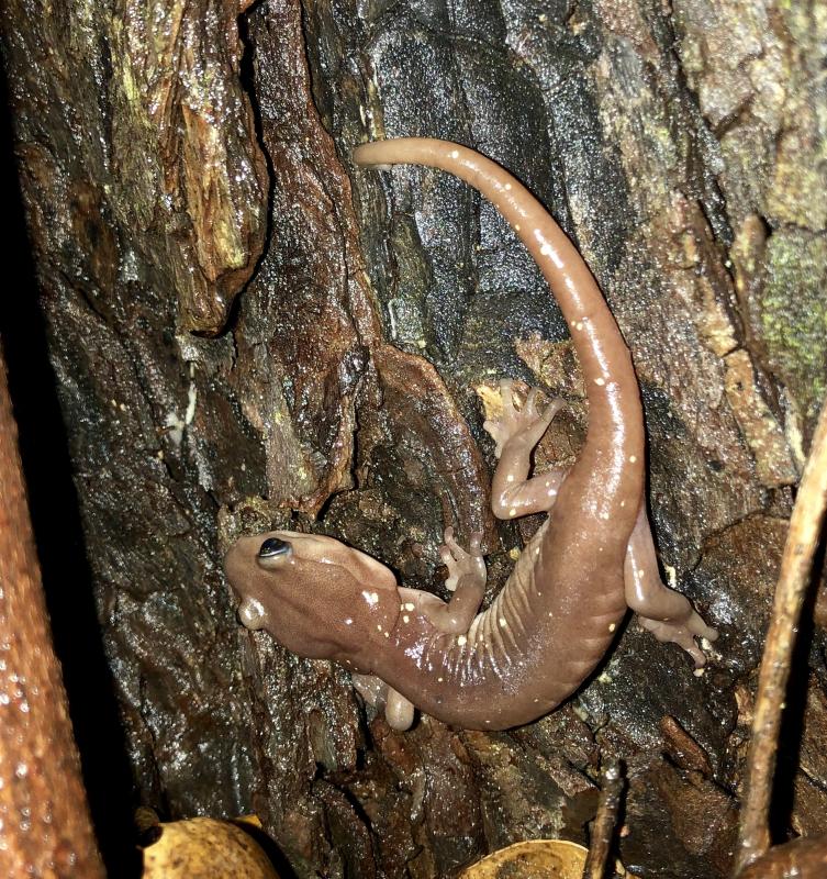 Arboreal Salamander (Aneides lugubris)