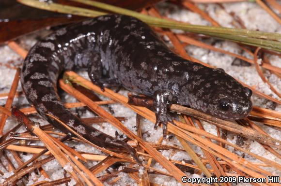 Mabee's Salamander (Ambystoma mabeei)