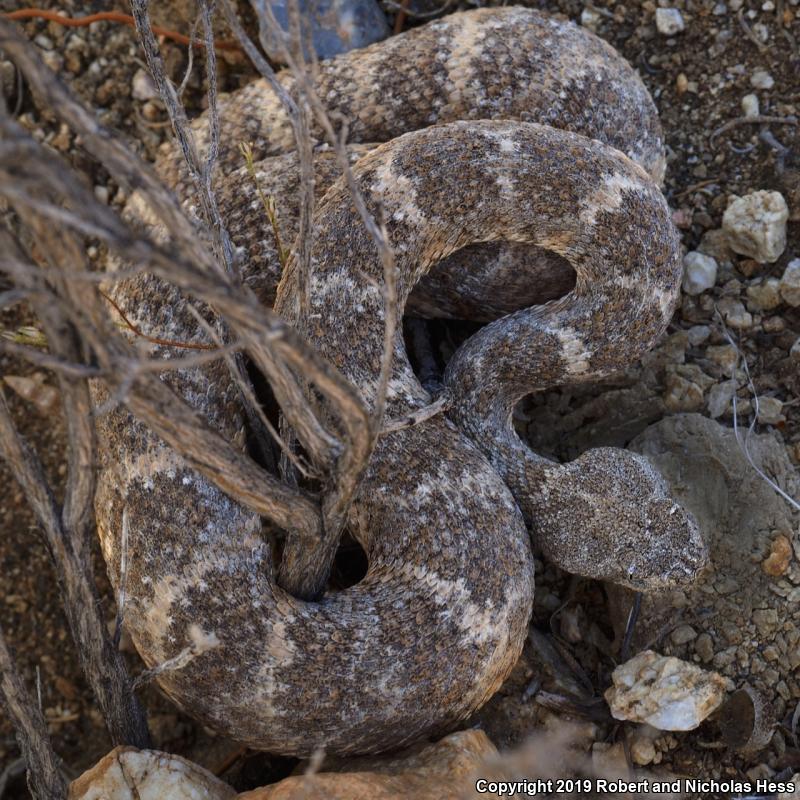 Southwestern Speckled Rattlesnake (Crotalus mitchellii pyrrhus)