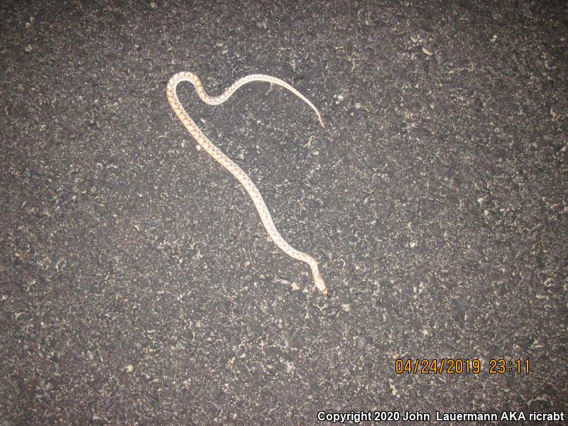 Mojave Glossy Snake (Arizona elegans candida)