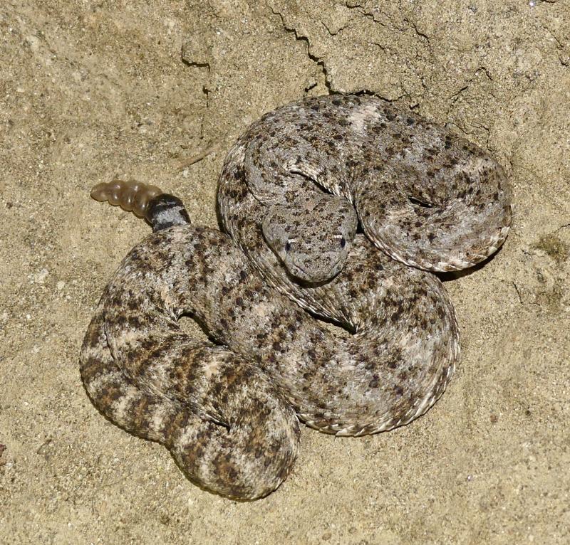 Southwestern Speckled Rattlesnake (Crotalus mitchellii pyrrhus)