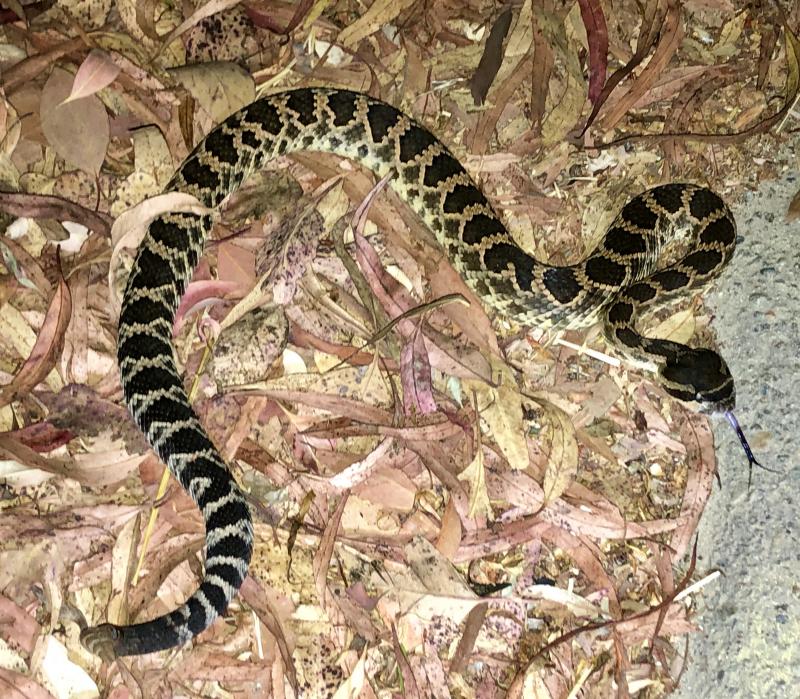 Southern Pacific Rattlesnake (crotalus Oreganus Helleri)