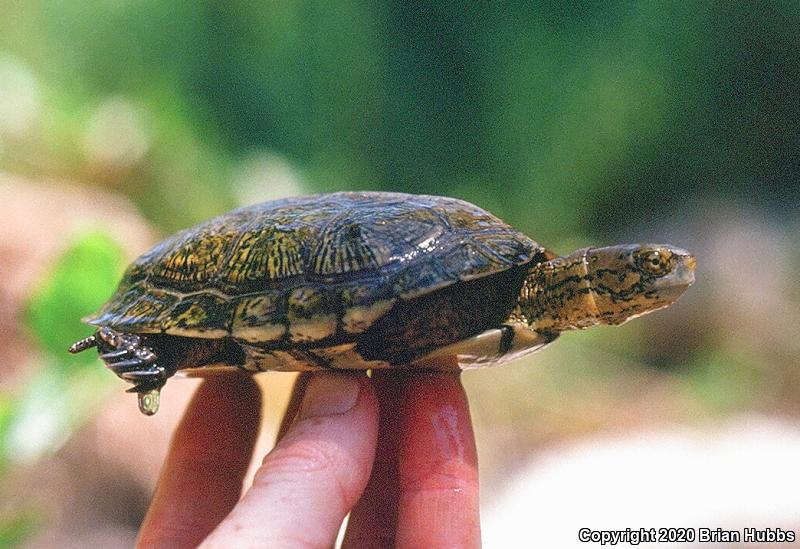 Western Pond Turtle (Actinemys marmorata)