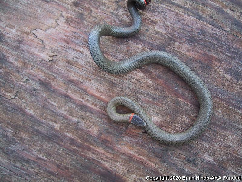 San Bernardino Ring-necked Snake (Diadophis punctatus modestus)