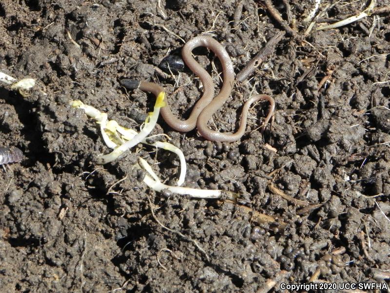 Western Black-headed Snake (Tantilla planiceps)