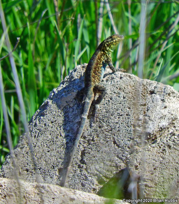 Common Side-blotched Lizard (Uta stansburiana)