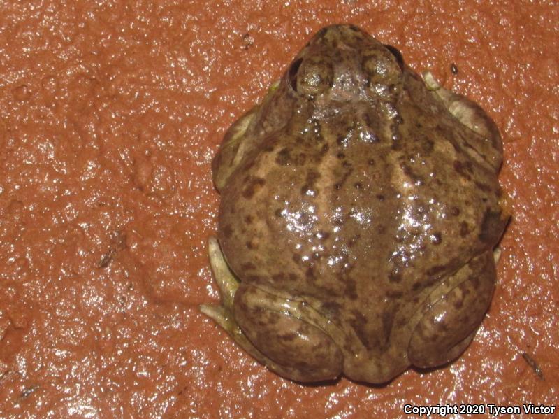 Plains Spadefoot (Spea bombifrons)