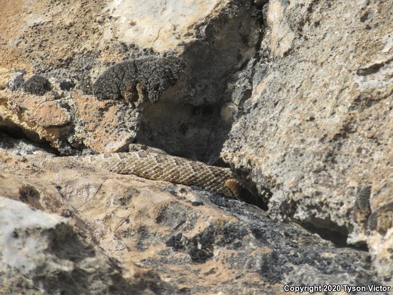 Great Basin Rattlesnake (Crotalus oreganus lutosus)