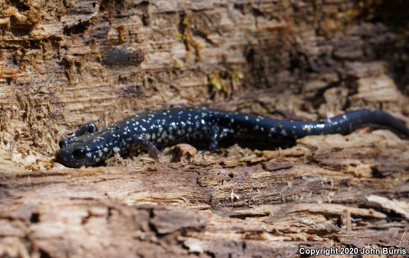 Northern Slimy Salamander (Plethodon glutinosus)