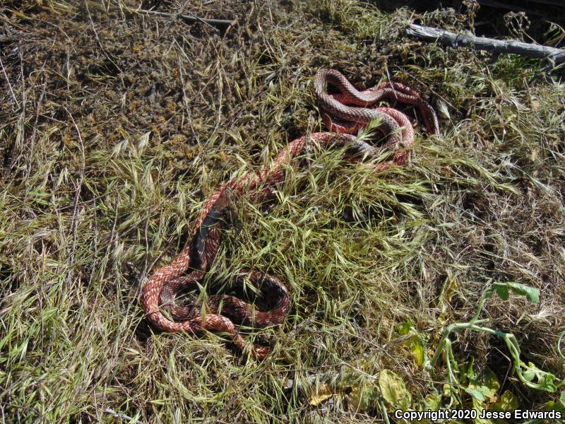 Red Racer (Coluber flagellum piceus)