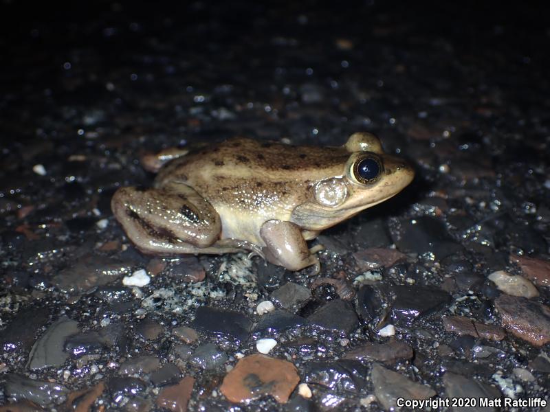 Carpenter Frog (Lithobates virgatipes)