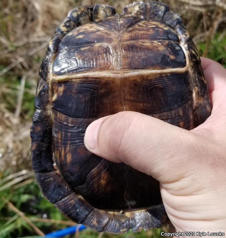 Eastern Box Turtle (terrapene Carolina Carolina)