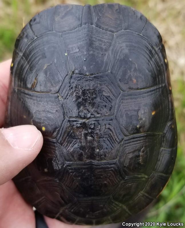 Spotted Turtle (Clemmys guttata)