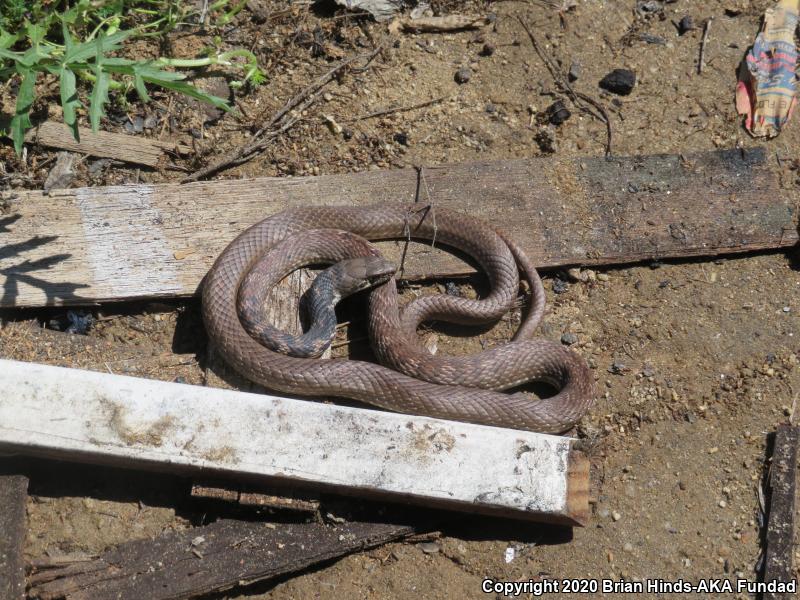 Red Racer (Coluber flagellum piceus)