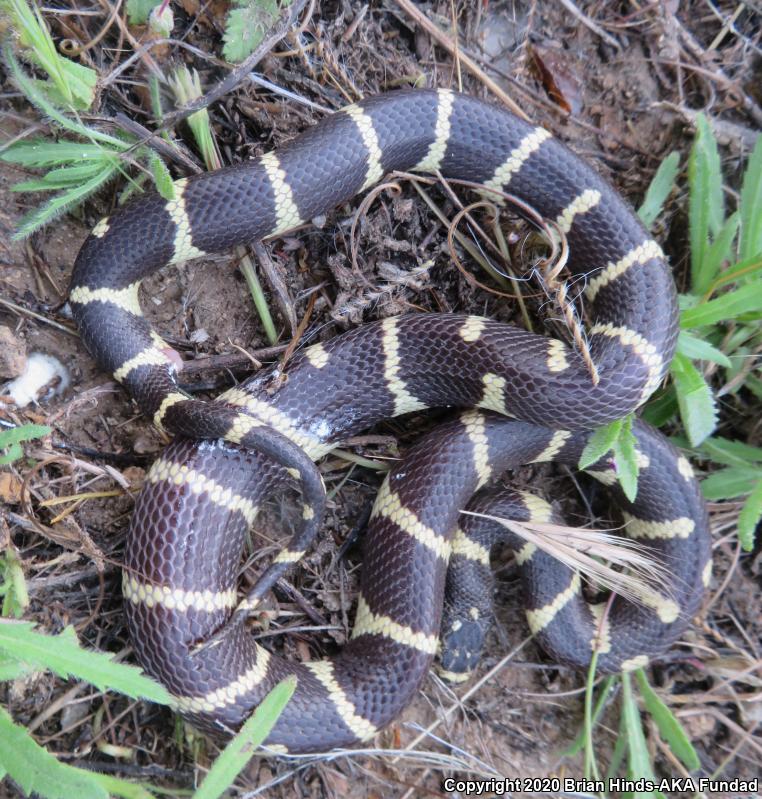 California Kingsnake (Lampropeltis getula californiae)