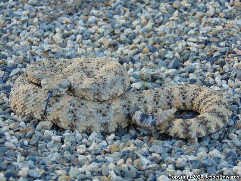 Speckled Rattlesnake (crotalus Mitchellii)