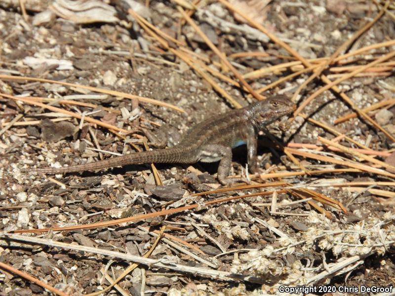 Common Sagebrush Lizard (Sceloporus graciosus)