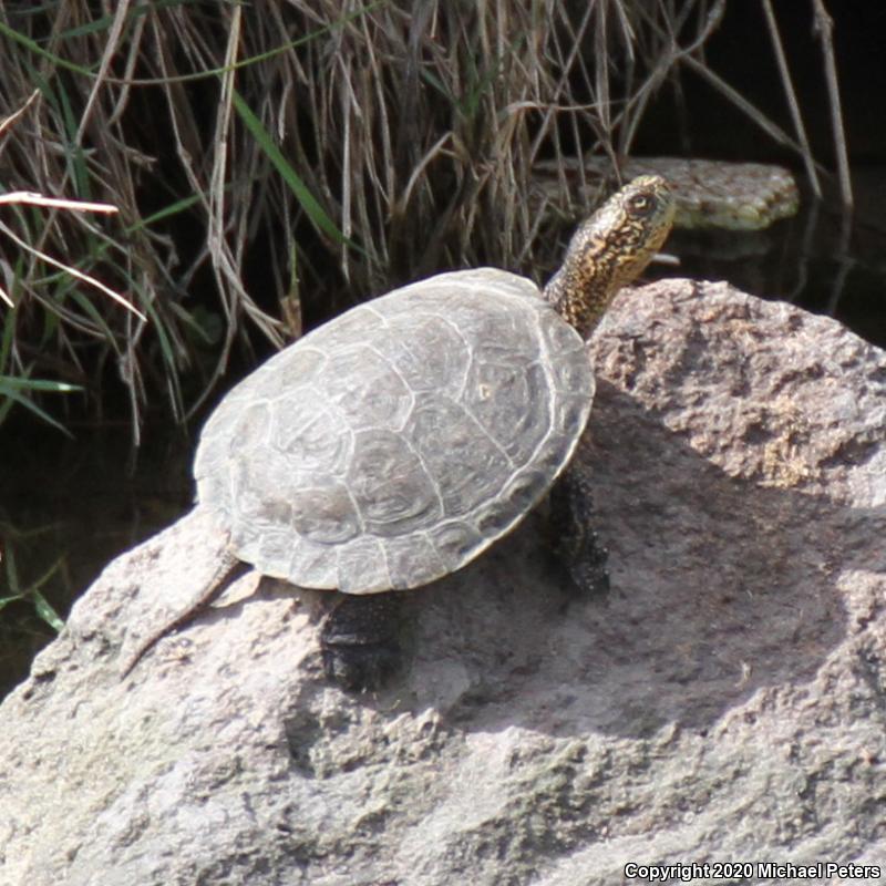 Western Pond Turtle Actinemys Marmorata 