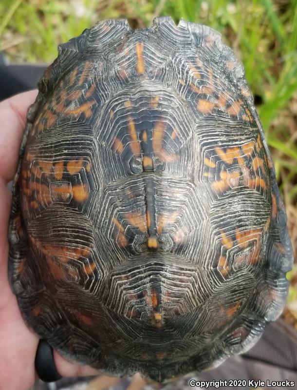 Eastern Box Turtle (terrapene Carolina Carolina)