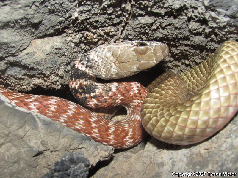 Red Racer (Coluber flagellum piceus)