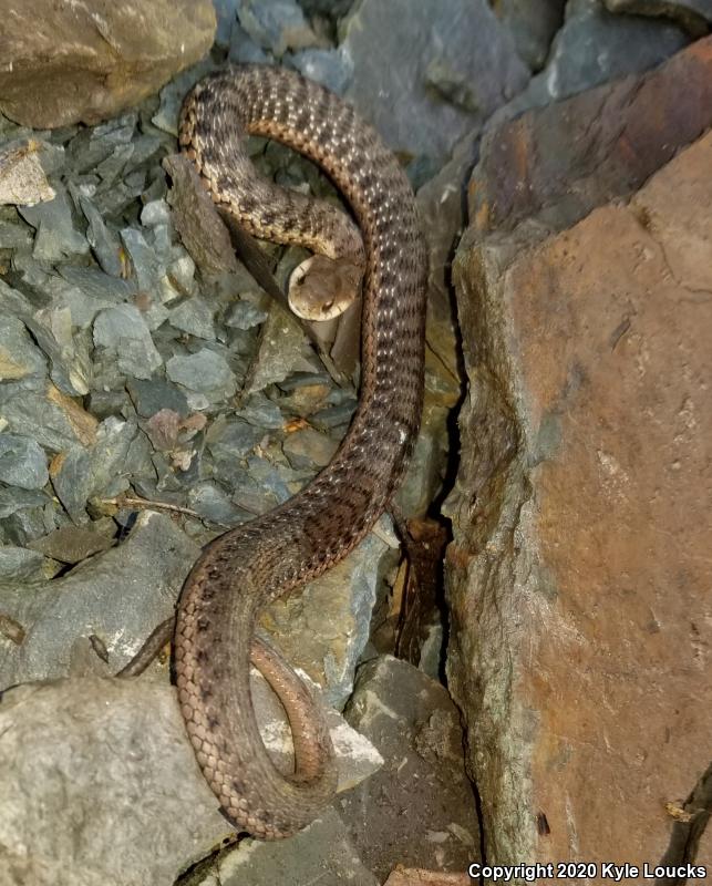 Eastern Gartersnake (Thamnophis sirtalis sirtalis)