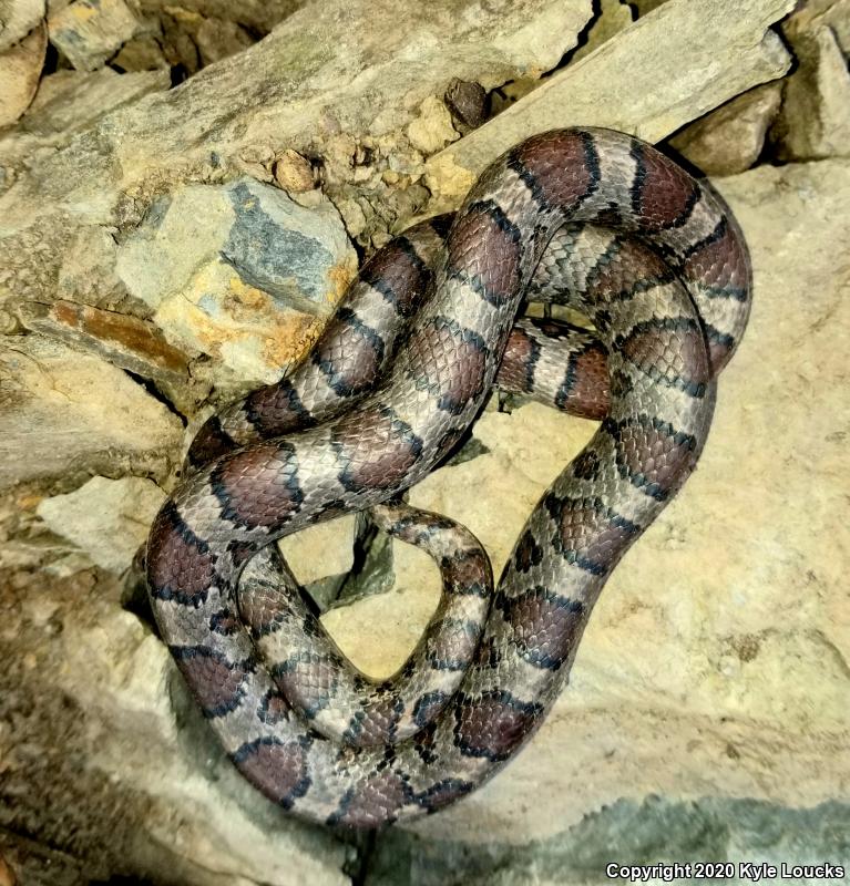 Eastern Milksnake (Lampropeltis Triangulum Triangulum)