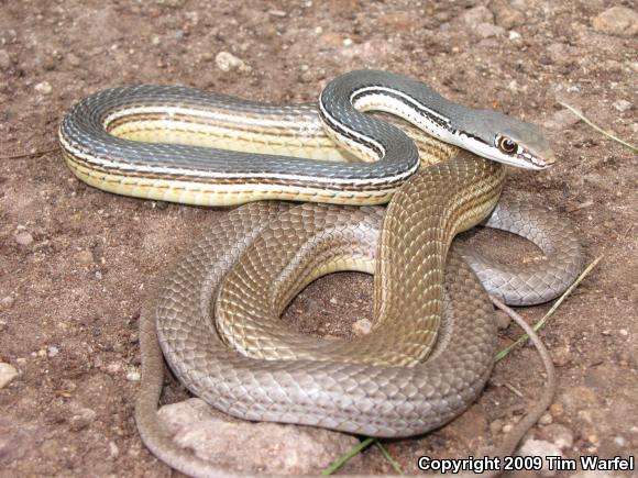 Sonoran Whipsnake (Coluber bilineatus)