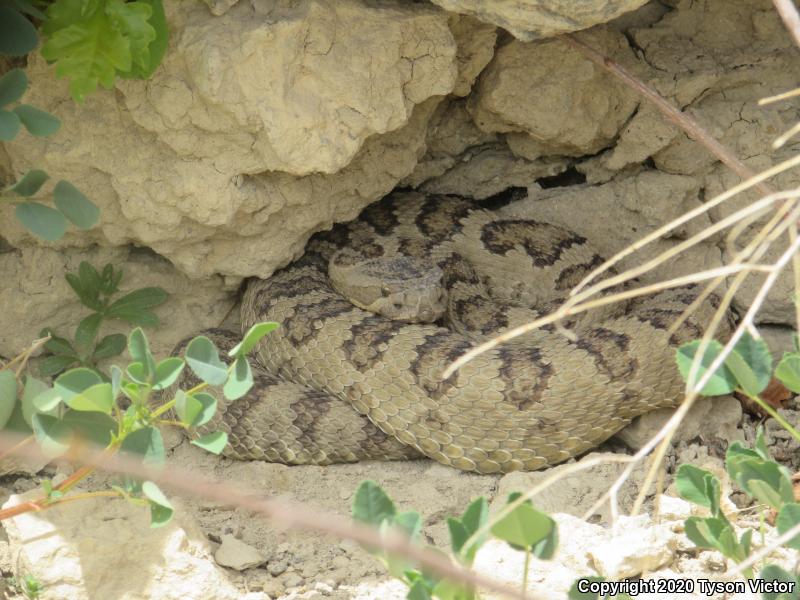 Great Basin Rattlesnake (Crotalus oreganus lutosus)