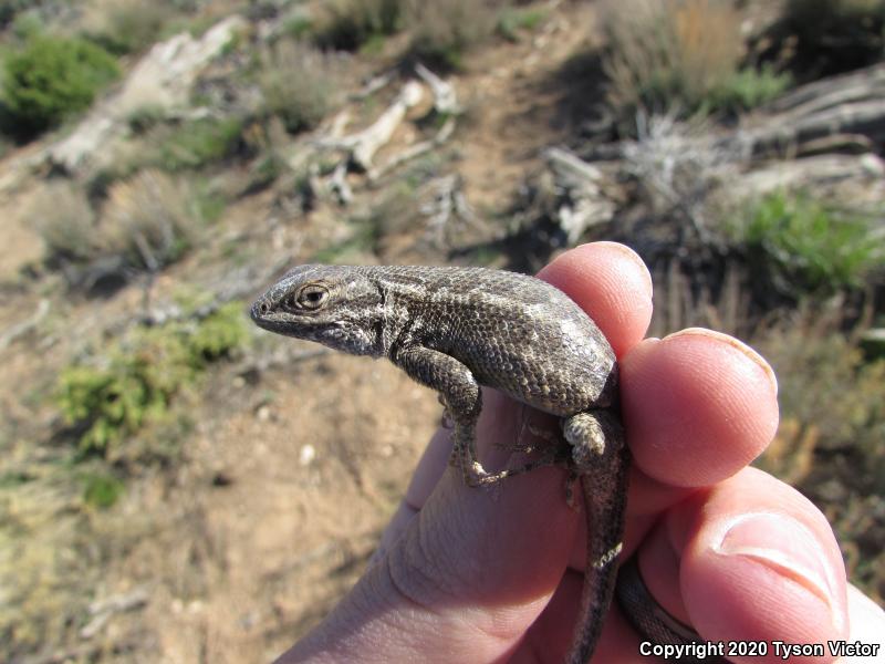 Northern Sagebrush Lizard (Sceloporus graciosus graciosus)