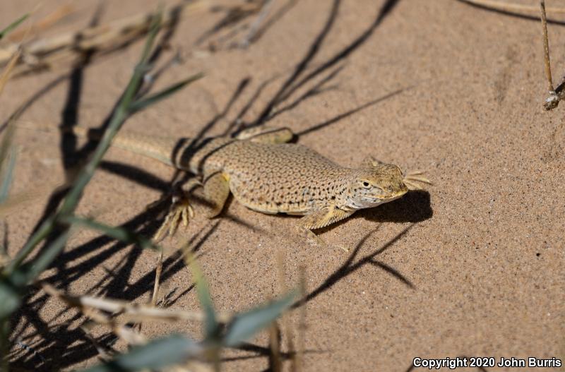 Mojave Fringe-toed Lizard (Uma scoparia)