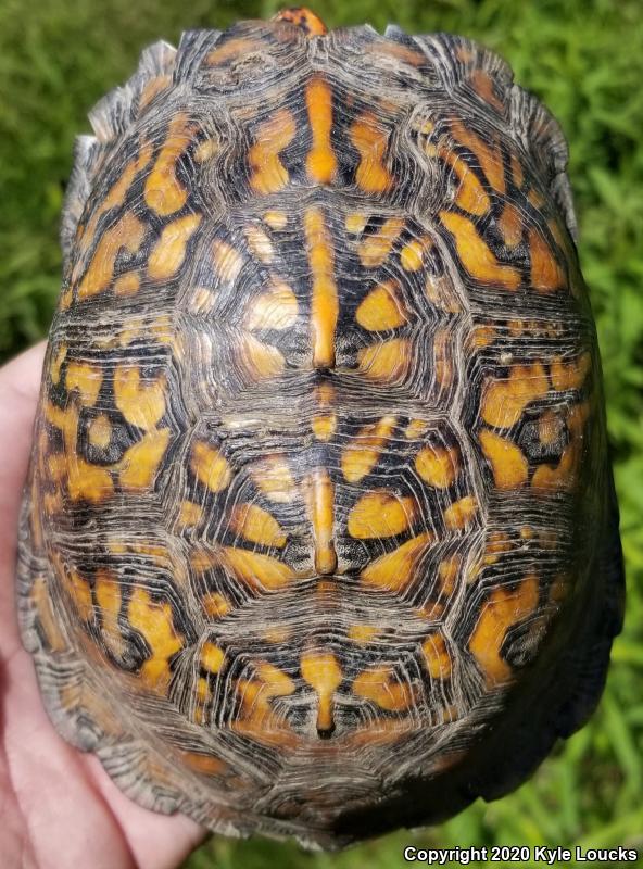 Eastern Box Turtle (Terrapene carolina carolina)