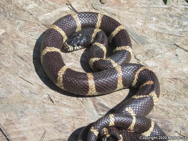 California Kingsnake (Lampropeltis Getula Californiae)