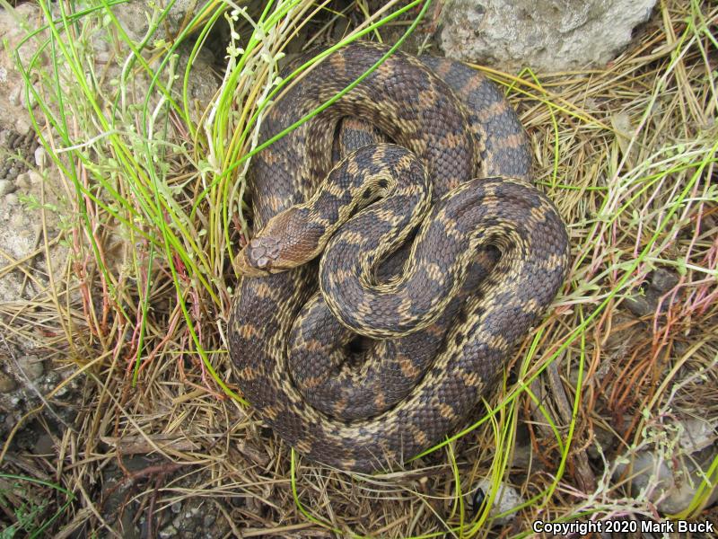 Pacific Gopher Snake Pituophis Catenifer Catenifer