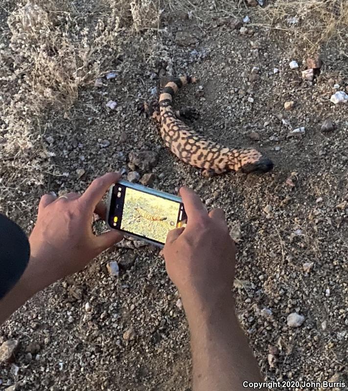 Banded Gila Monster (Heloderma suspectum cinctum)