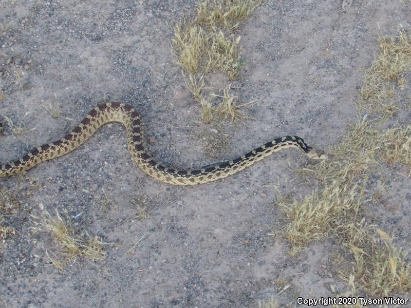 Great Basin Gopher Snake (Pituophis Catenifer Deserticola)