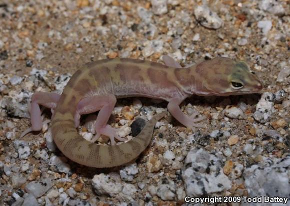 Desert Banded Gecko (Coleonyx variegatus variegatus)