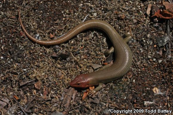 Western Redtail Skink (Plestiodon gilberti rubricaudatus)