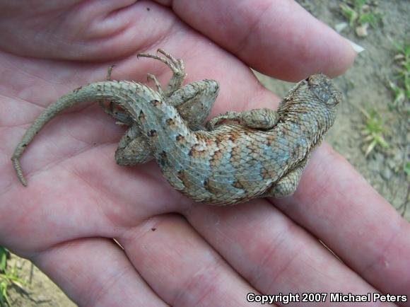 NorthWestern Fence Lizard (Sceloporus occidentalis occidentalis)