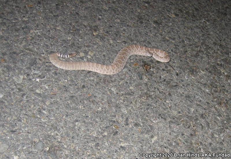 Mohave Rattlesnake (Crotalus scutulatus)