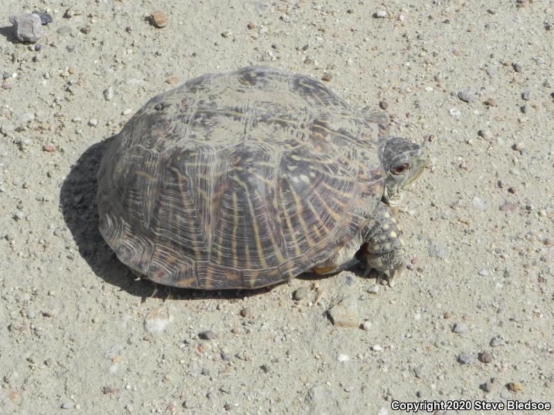 desert box turtle