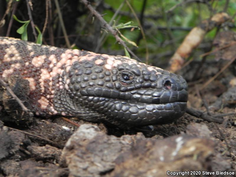 Reticulate Gila Monster (Heloderma suspectum suspectum)