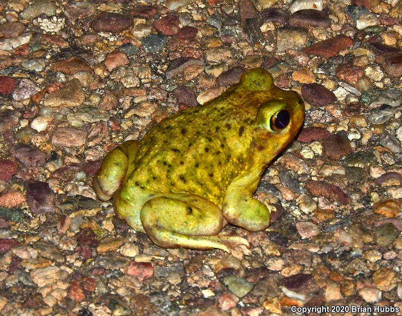 Couch's Spadefoot (Scaphiopus couchii)