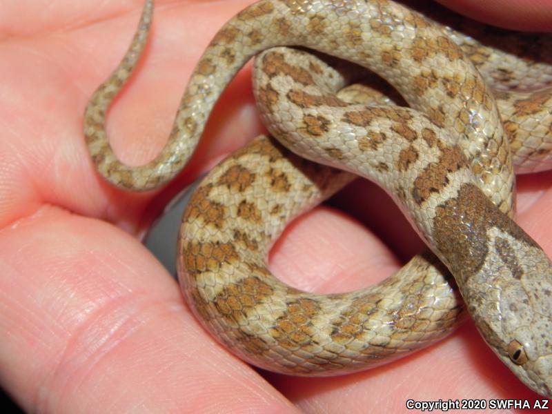 Chihuahuan Nightsnake (Hypsiglena jani)