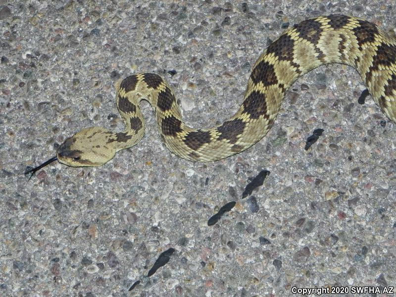 Northern Black-tailed Rattlesnake (Crotalus molossus molossus)