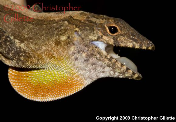 Puerto Rican Crested Anole (Anolis cristatellus cristatellus)