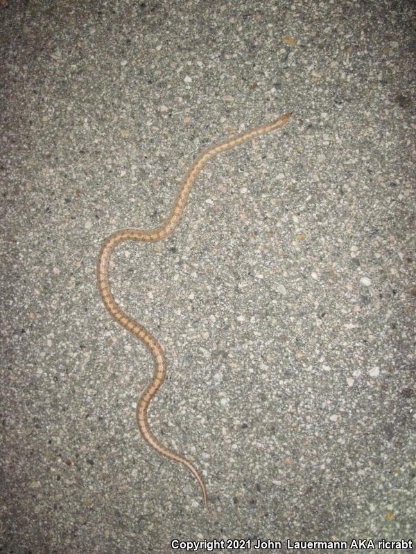 Mojave Glossy Snake (Arizona elegans candida)