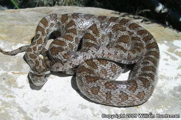 Native Kansas Snakes http://www.tattoopins.com/597/snakes-are-common-symbols-in-native ...