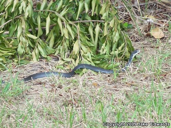 Everglades Racer (Coluber constrictor paludicola)