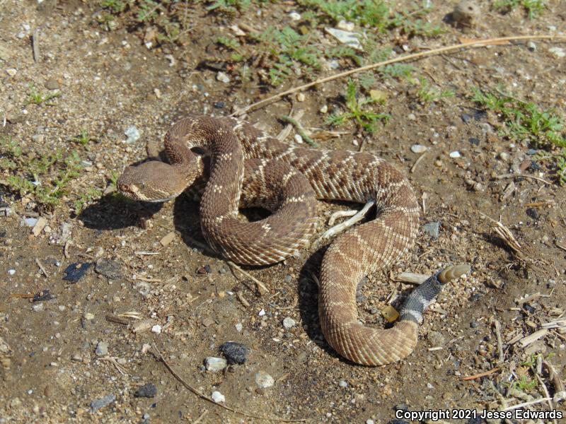 Red Diamond Rattlesnake (Crotalus ruber)